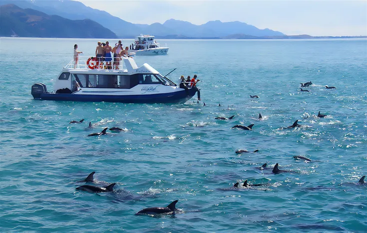 Kaikōura Day Trip From Christchurch with Dolphin Encounter (Small Group)