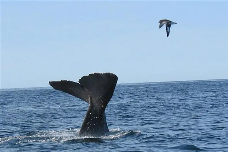 Whalewatch Tour