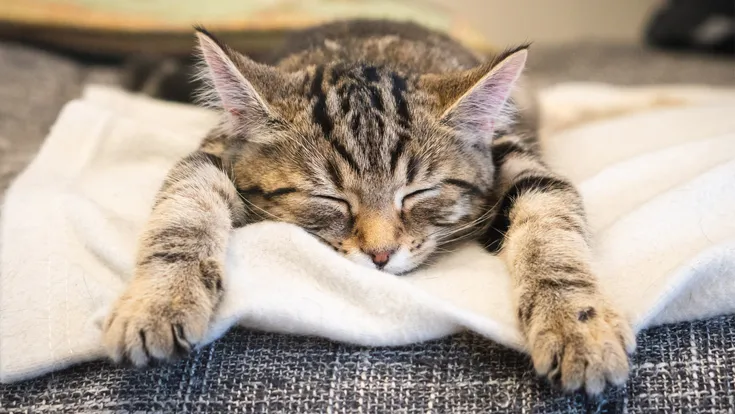Catnap Cafe