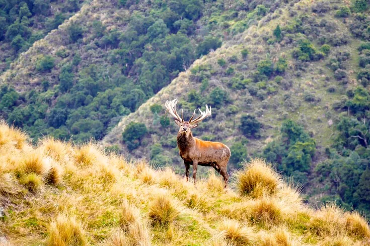 Four Seasons Safaris New Zealand