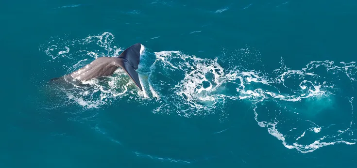 Wings Over Whales Kaikoura