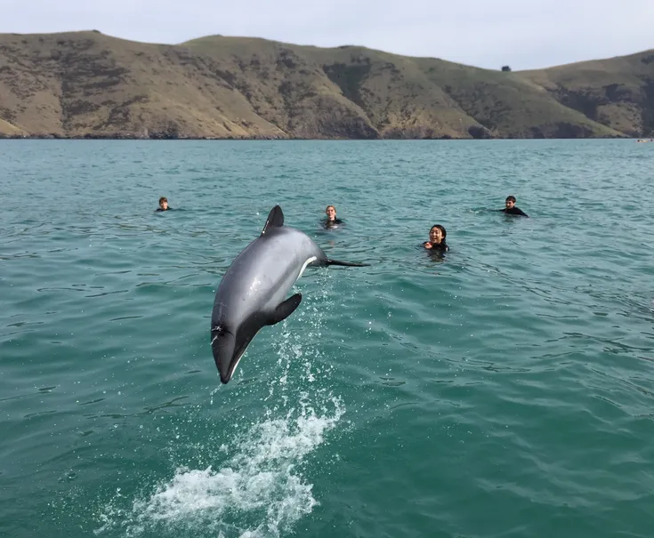 Ecoseaker Dolphin Swimming Akaroa