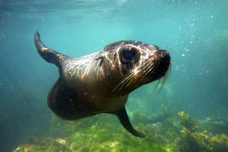 Seal Swim Kaikōura
