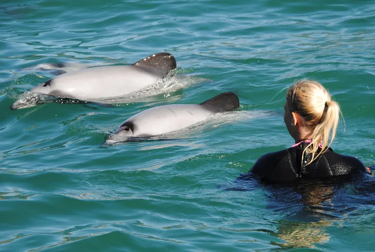 Swimming with Dolphins - Black Cat Cruises