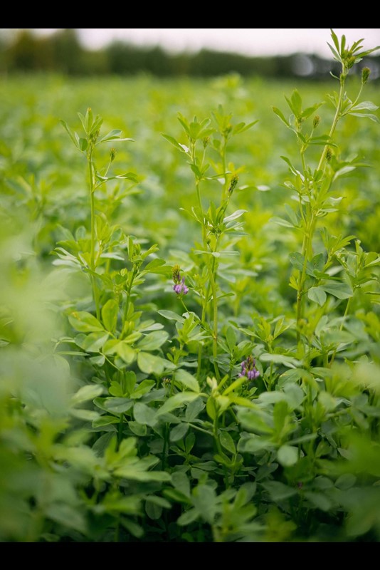 Green Leaves: Leaft Foods