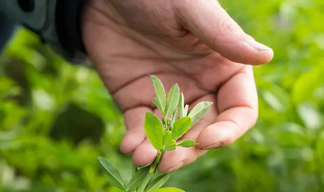 Leaft Food And Fibre