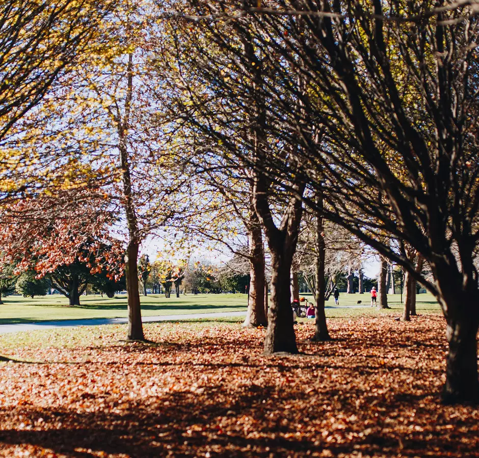 Christchurch Hagley Park Autumn Leaves