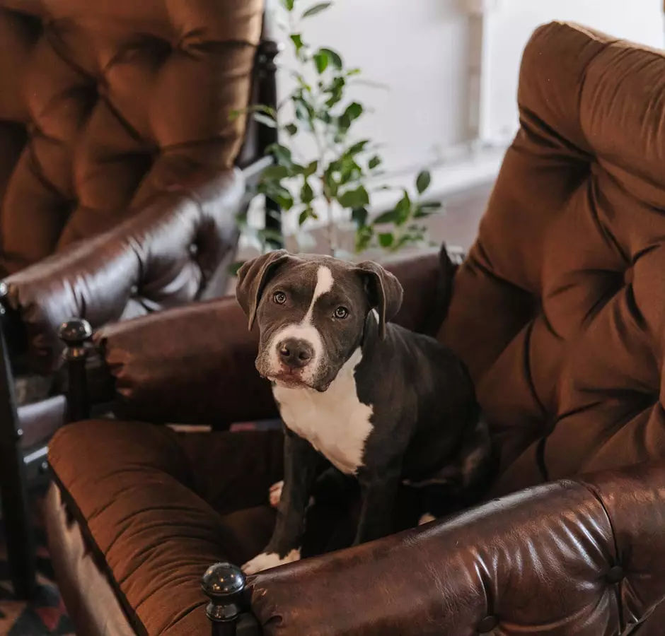 Six Ounces interior dog sitting on leather chair.