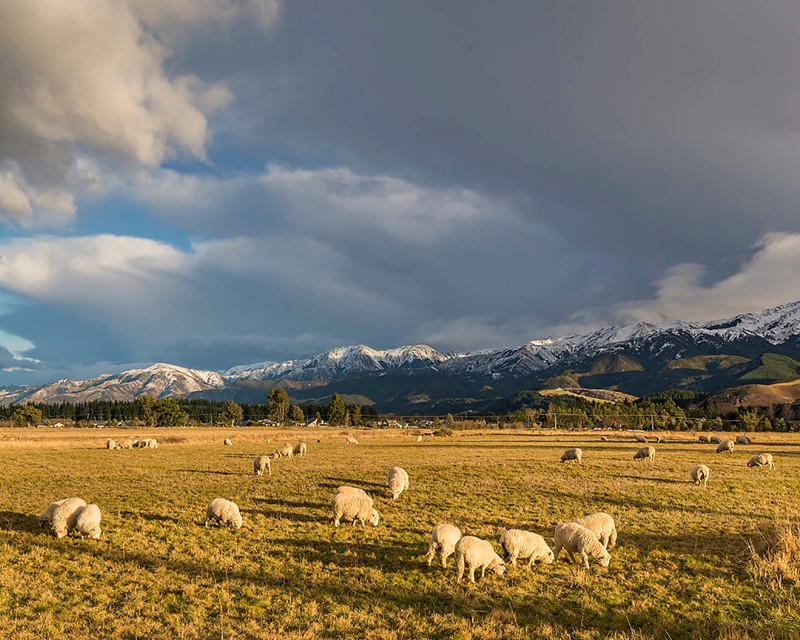 Hanmer Springs Retreat Countryside, sheep graze with snow capped mountains in the background