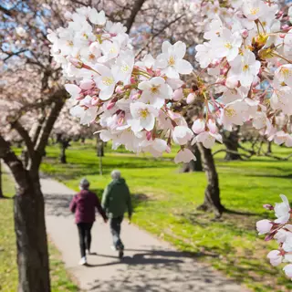 Christchurch Spring Walking Amongst Blossom