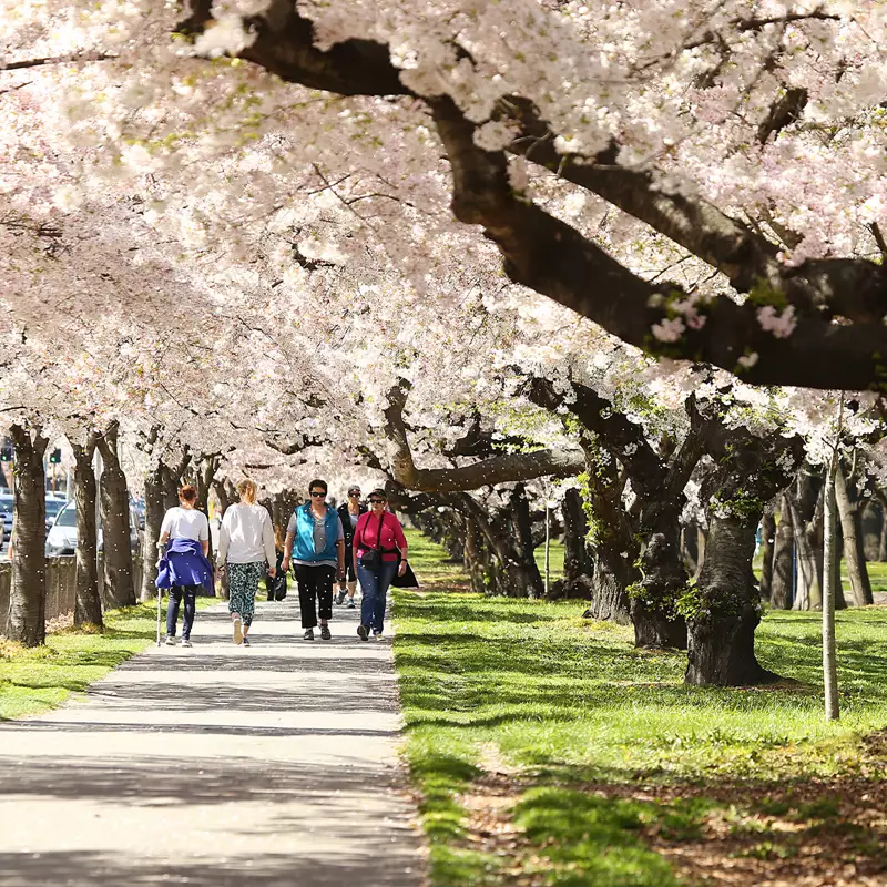 Walkers in Spring at Hagley Park Christchurch