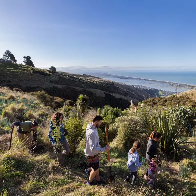 Planting Trees On The Port Hills