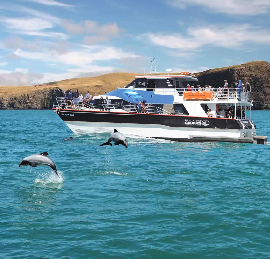 Black Cat Cruise Akaroa Dolphins