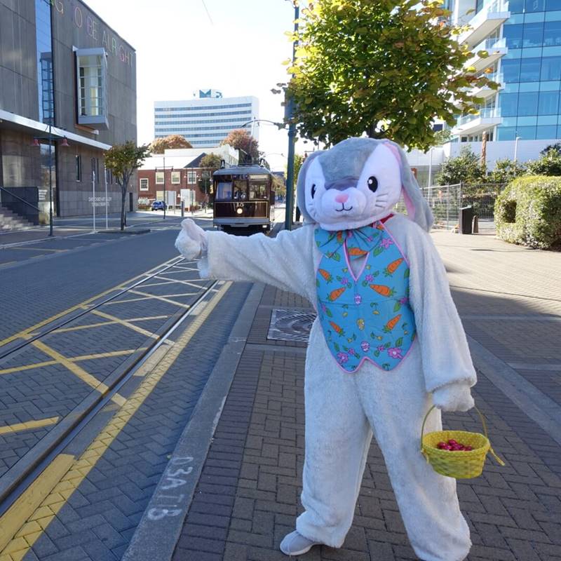 Easter Bunny on  Christchurch Tram