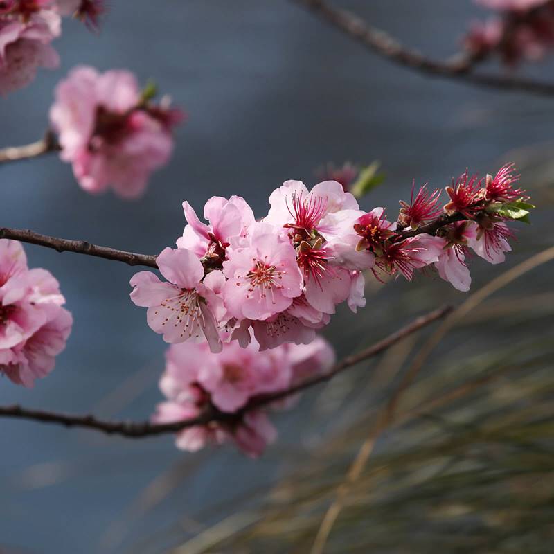 Christchurch Spring Blossom Branch