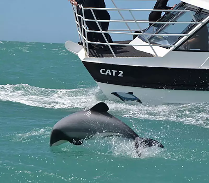 A Hector's dolphin leaps out of the water as a Black Cat boat follows alongside 