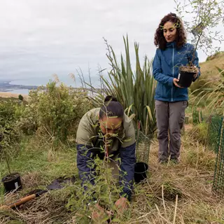 Planting in the Port Hills