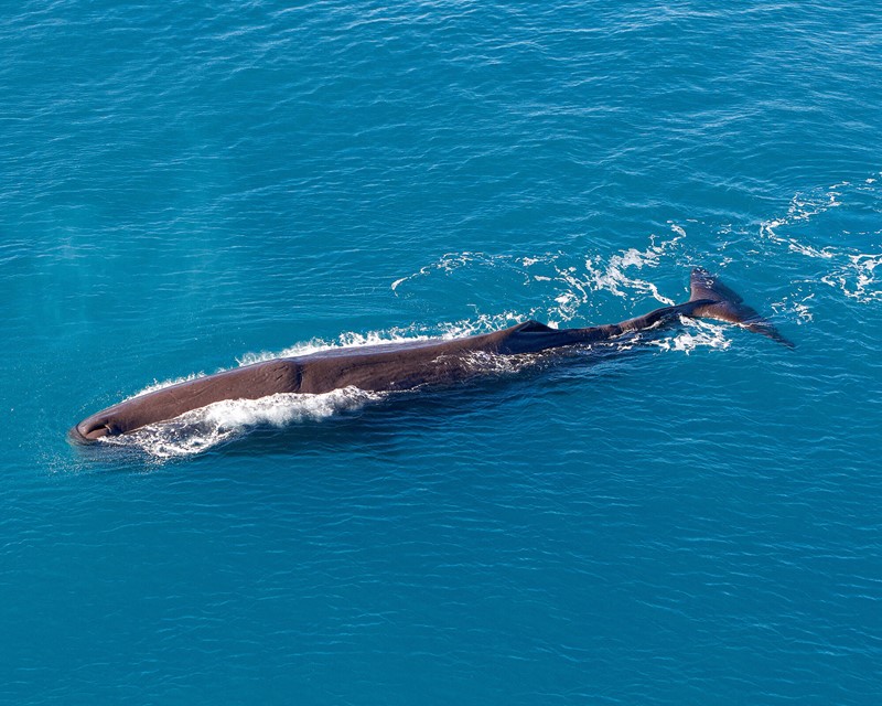 Image taken from a heli of a whale breeching the water 
